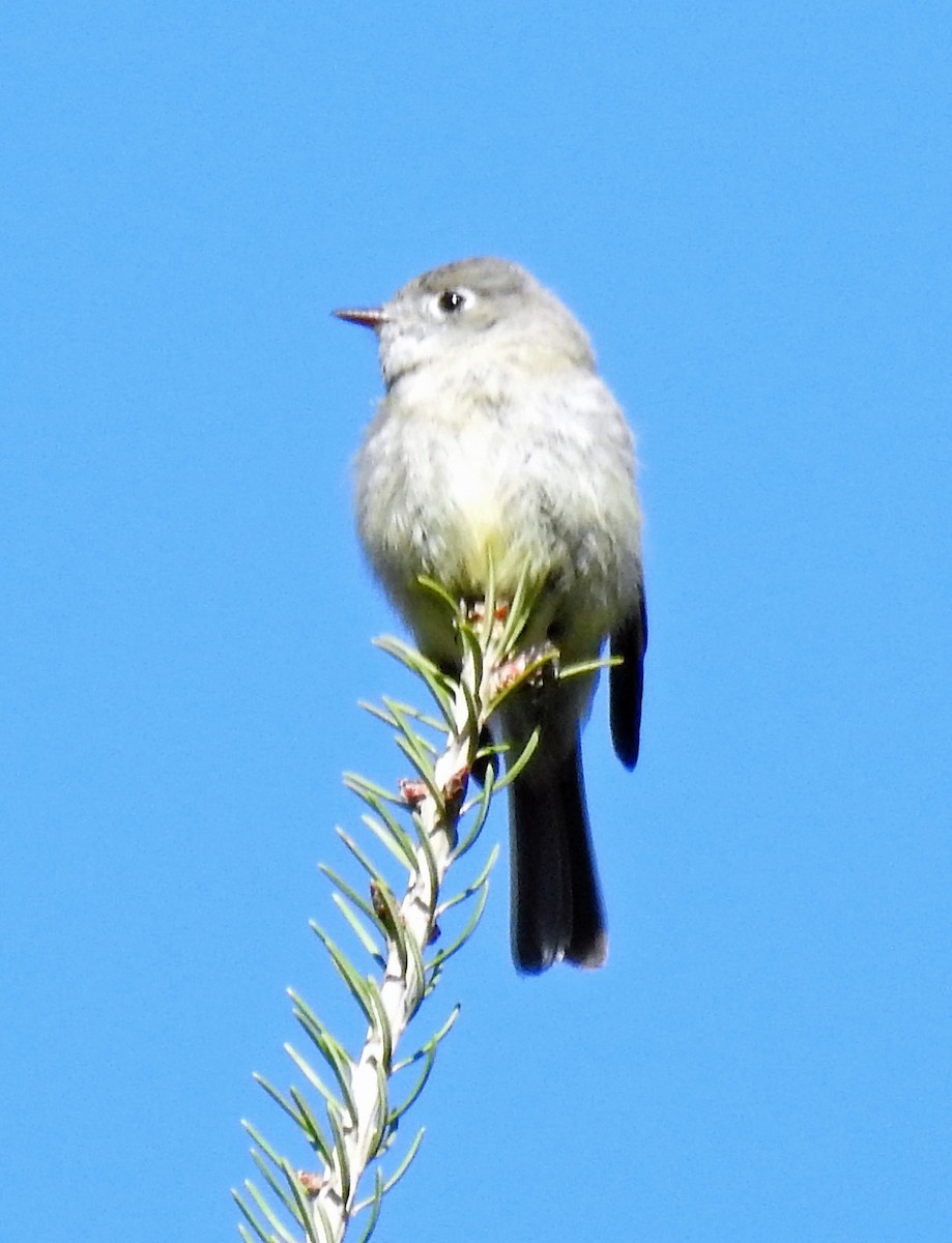 Hammond's Flycatcher - Sharon Dewart-Hansen