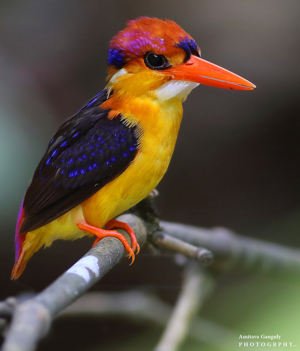 Black-backed Dwarf-Kingfisher - Amitava Ganguly