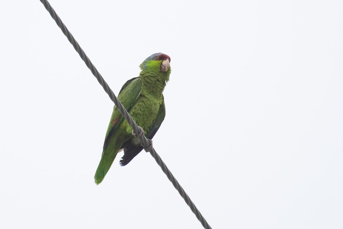 Lilac-crowned Parrot - ML100023791