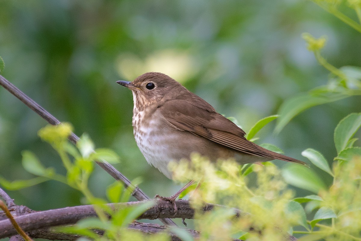 Swainson's Thrush - Adam Jackson