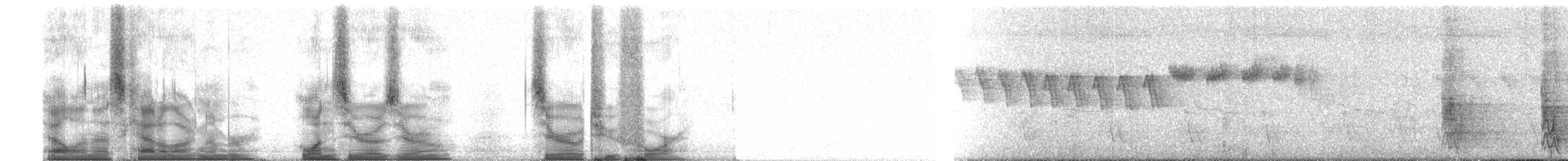 カンムリジカッコウ（pyropyga／maxima） - ML100024