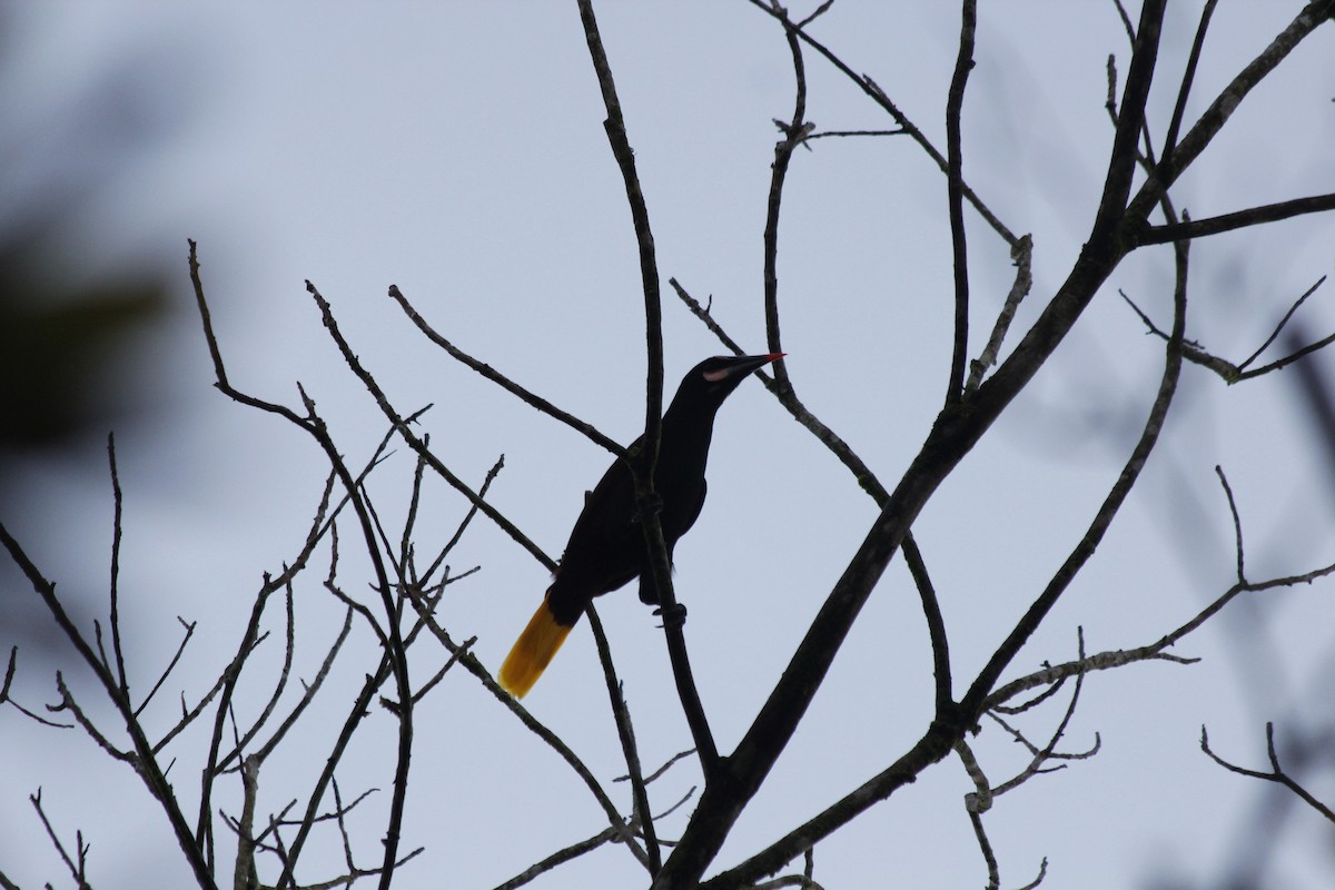 Baudo Oropendola - ML100024751