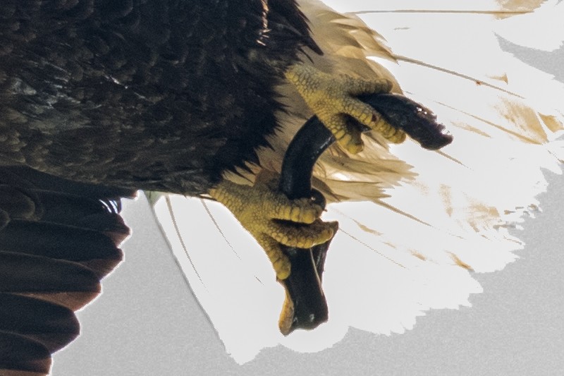 Bald Eagle - ML100026221