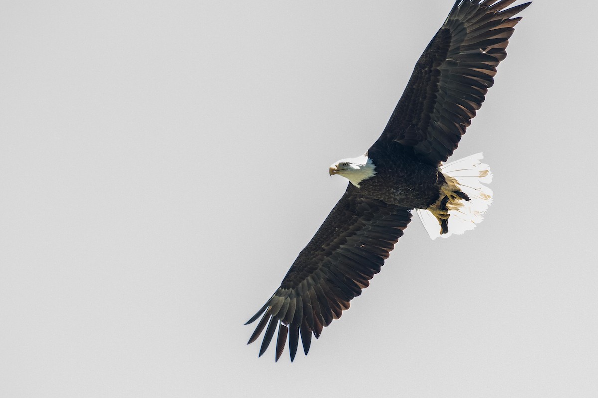 Bald Eagle - ML100026251