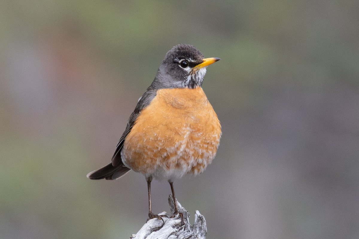 American Robin - ML100028301