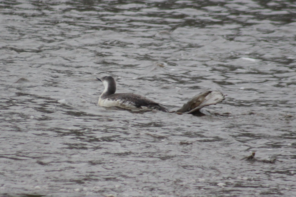 Red-throated Loon - ML100028641