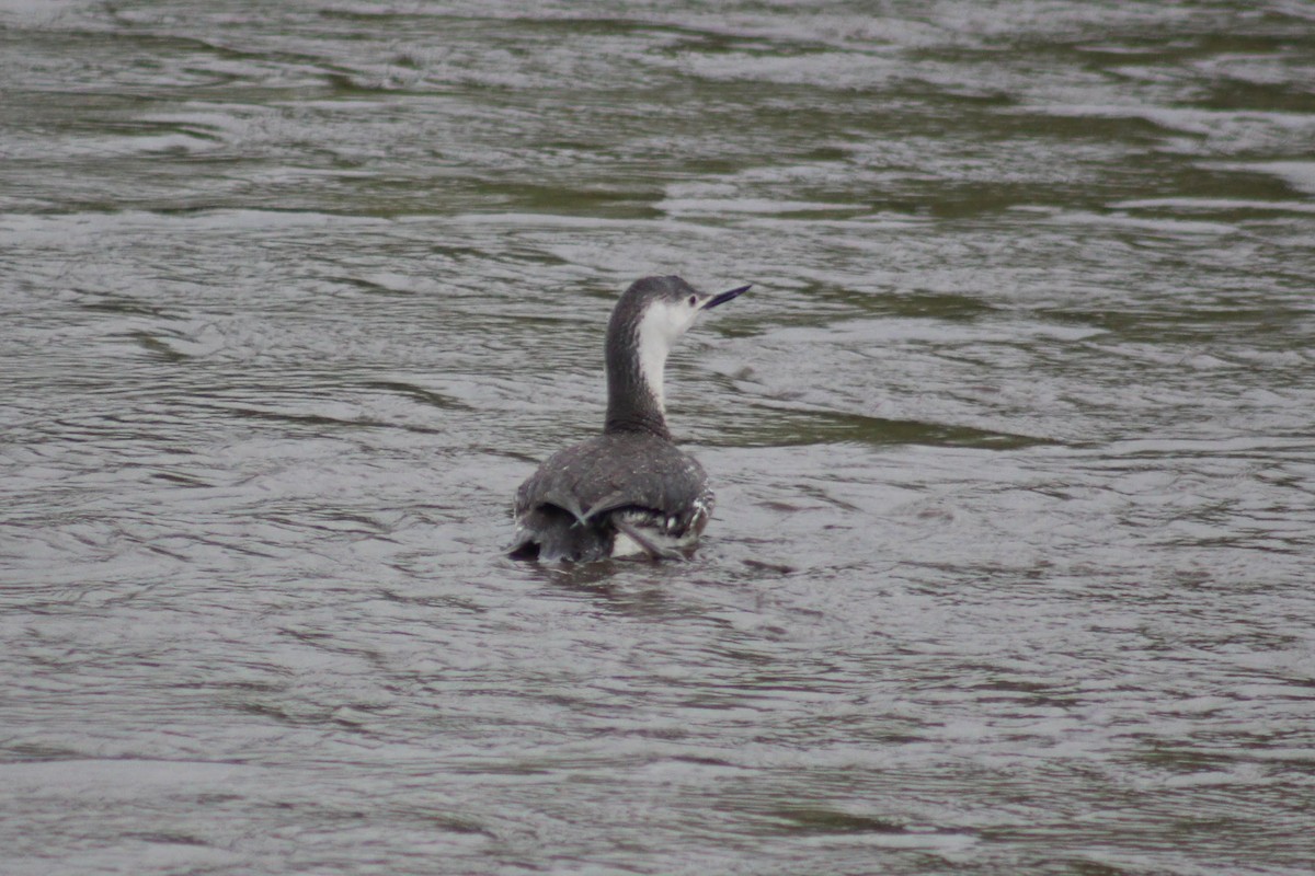 Red-throated Loon - ML100028651