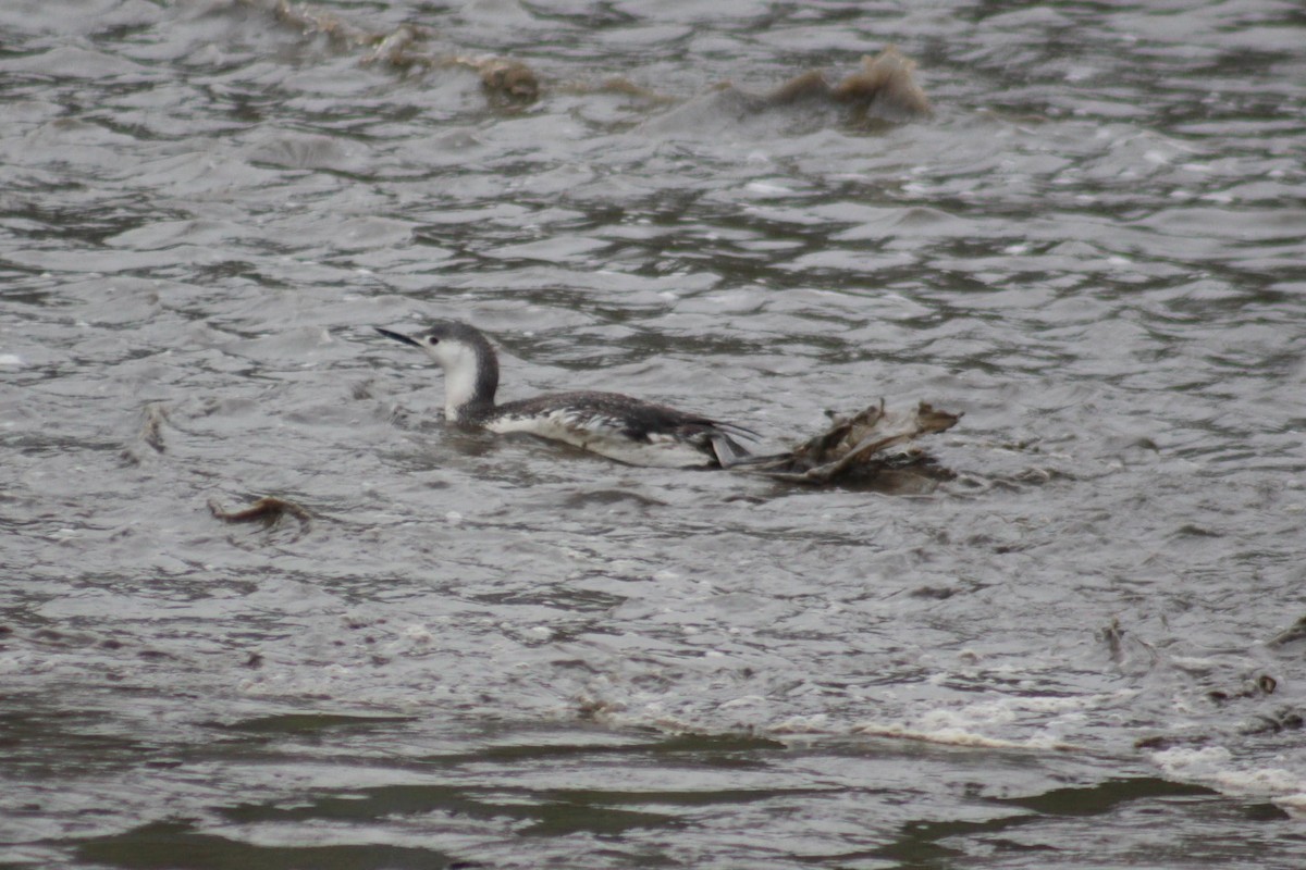 Red-throated Loon - ML100028661