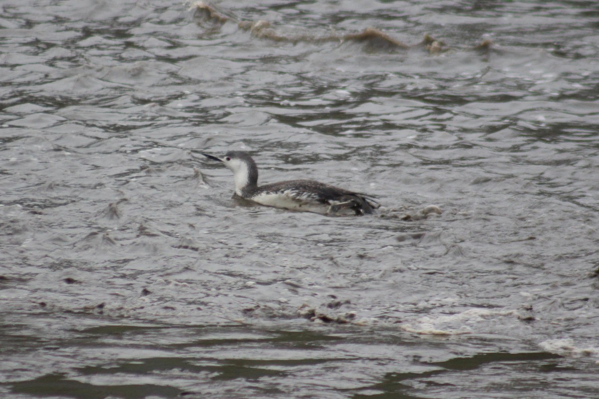 Red-throated Loon - ML100028671