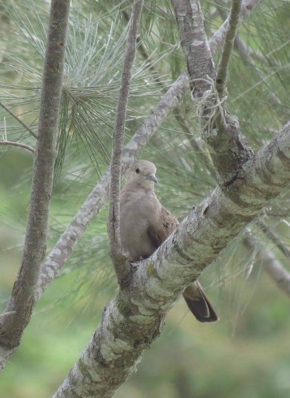 Ruddy Ground Dove - ML100029941