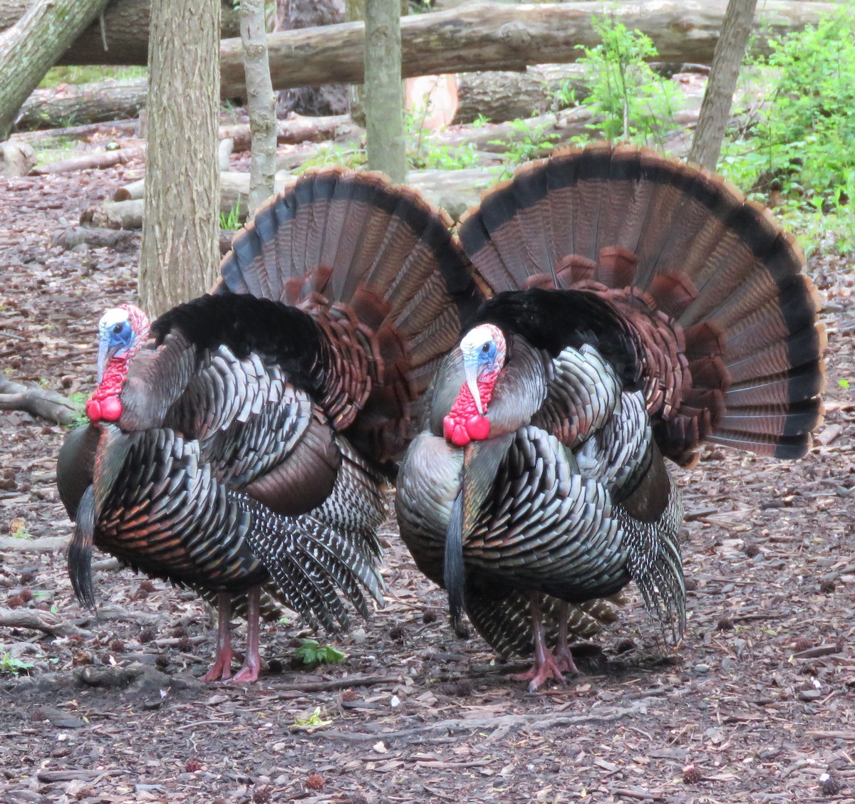 Wild Turkey - Barbara Strobino