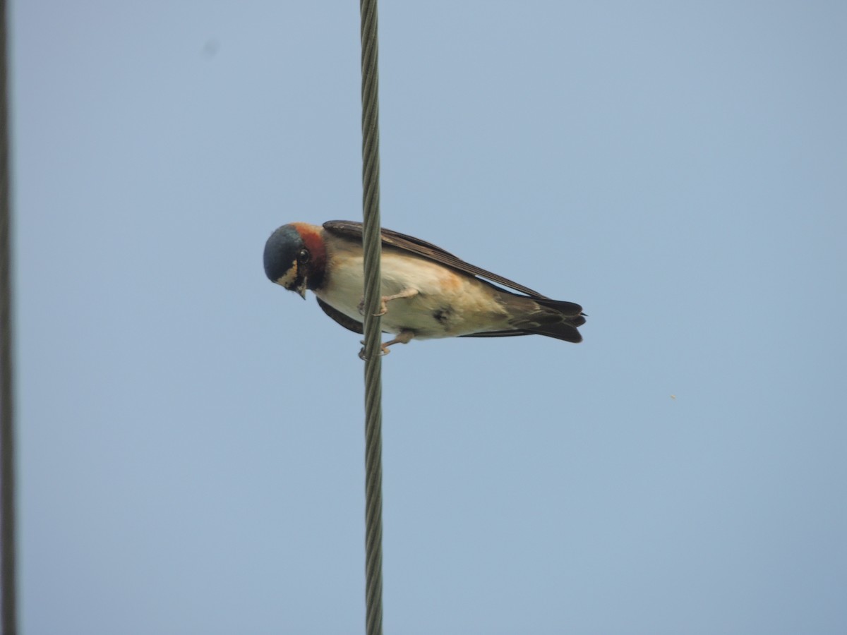 Cliff Swallow - ML100030431