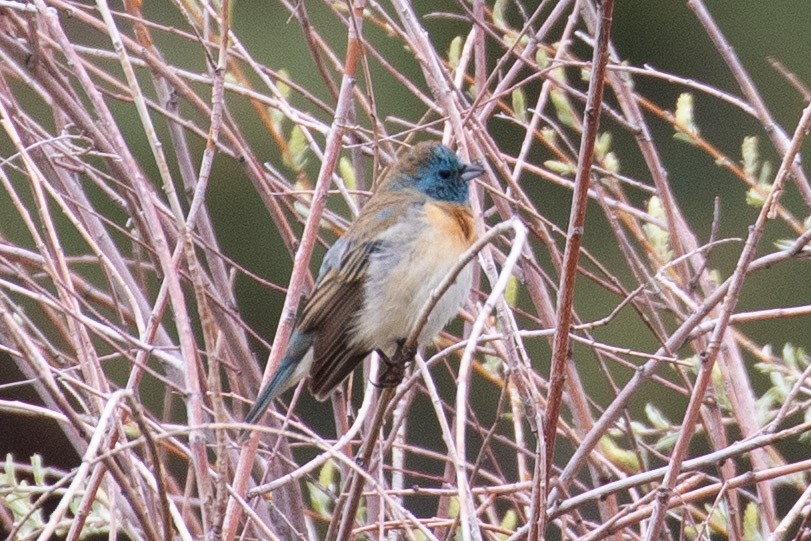 Lazuli Bunting - ML100030481