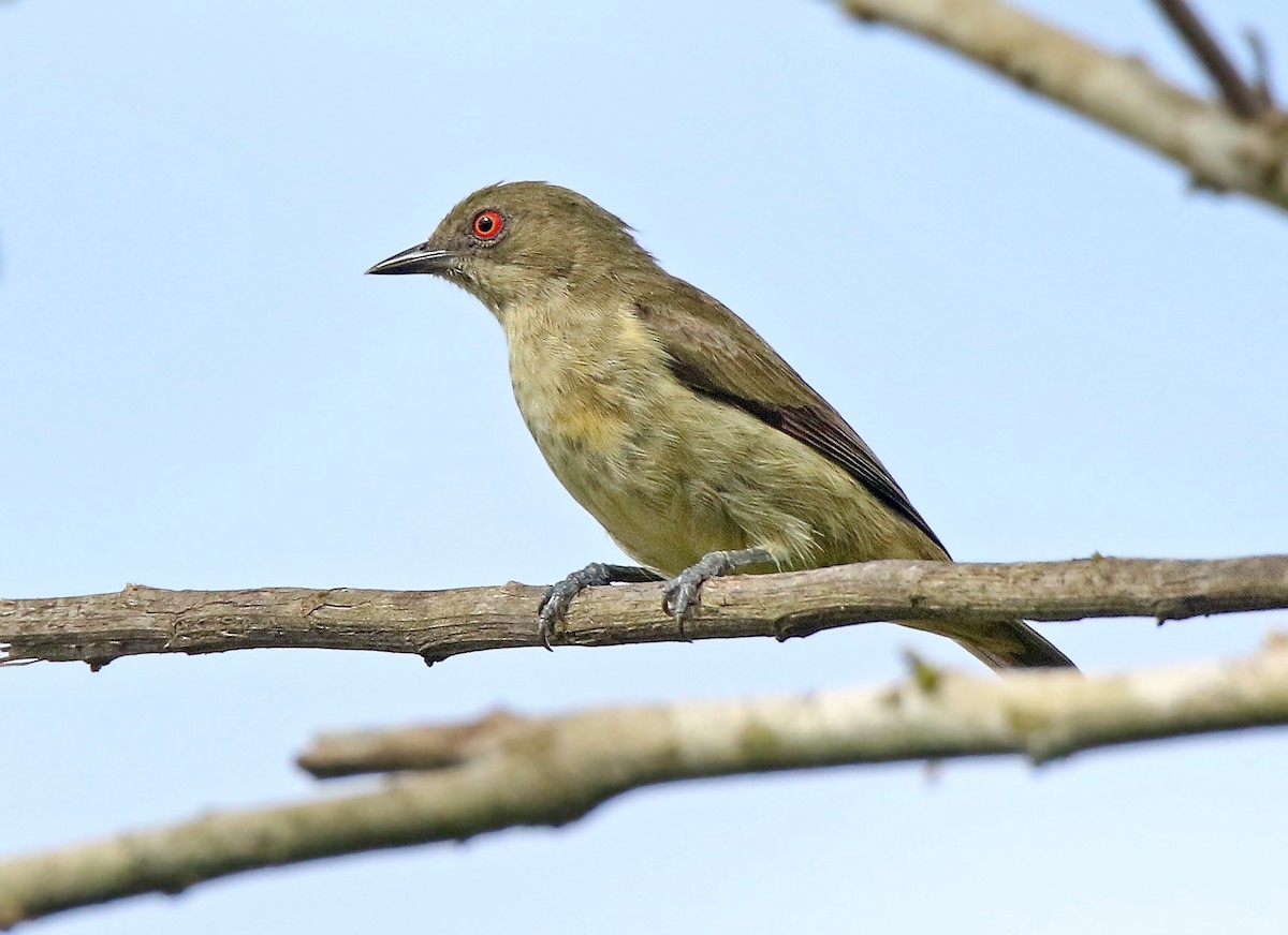 Yellow-bellied Dacnis - Roger Ahlman