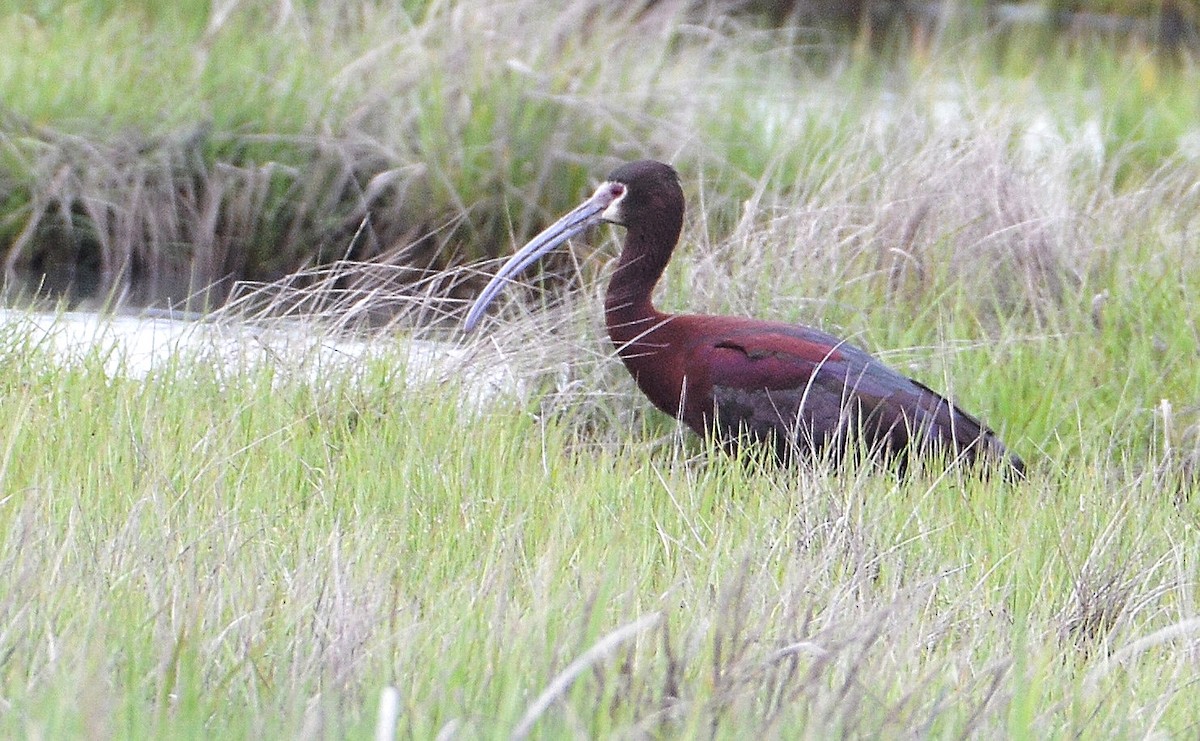 White-faced Ibis - Maria Loukeris