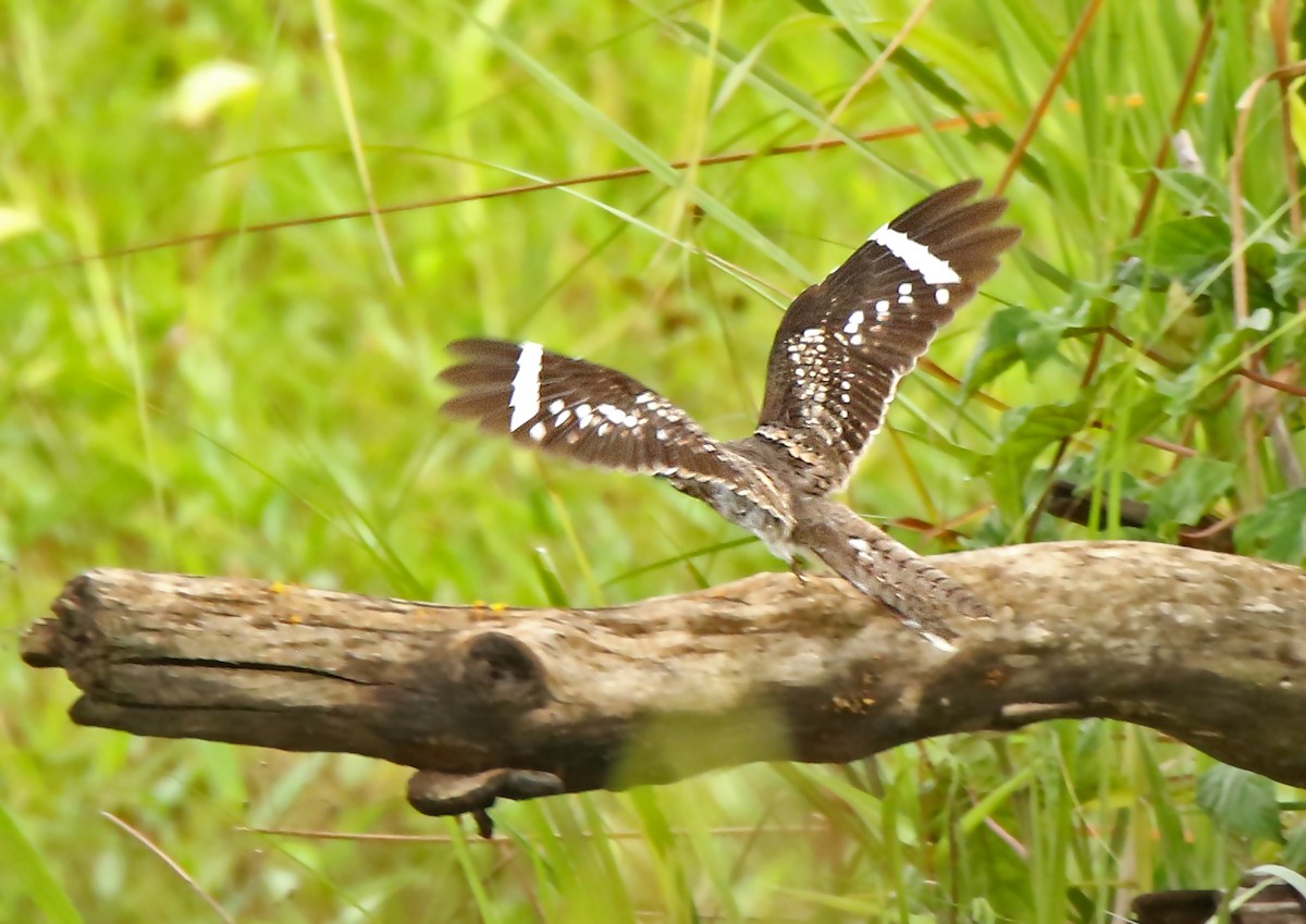 Ladder-tailed Nightjar - ML100033601