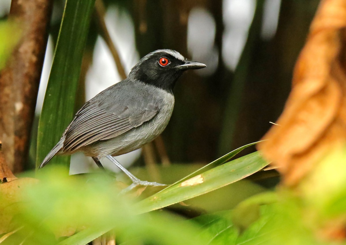 Ash-breasted Antbird - Roger Ahlman