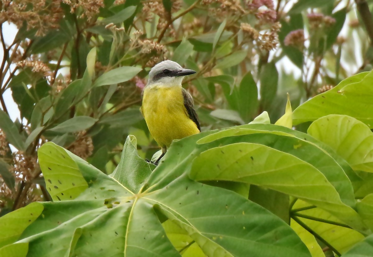 White-throated Kingbird - ML100033891