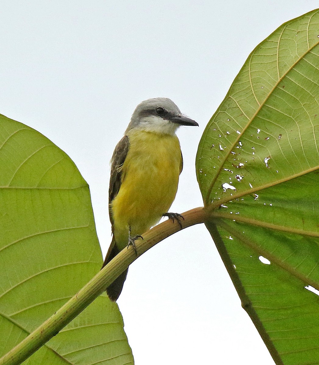 White-throated Kingbird - ML100034021