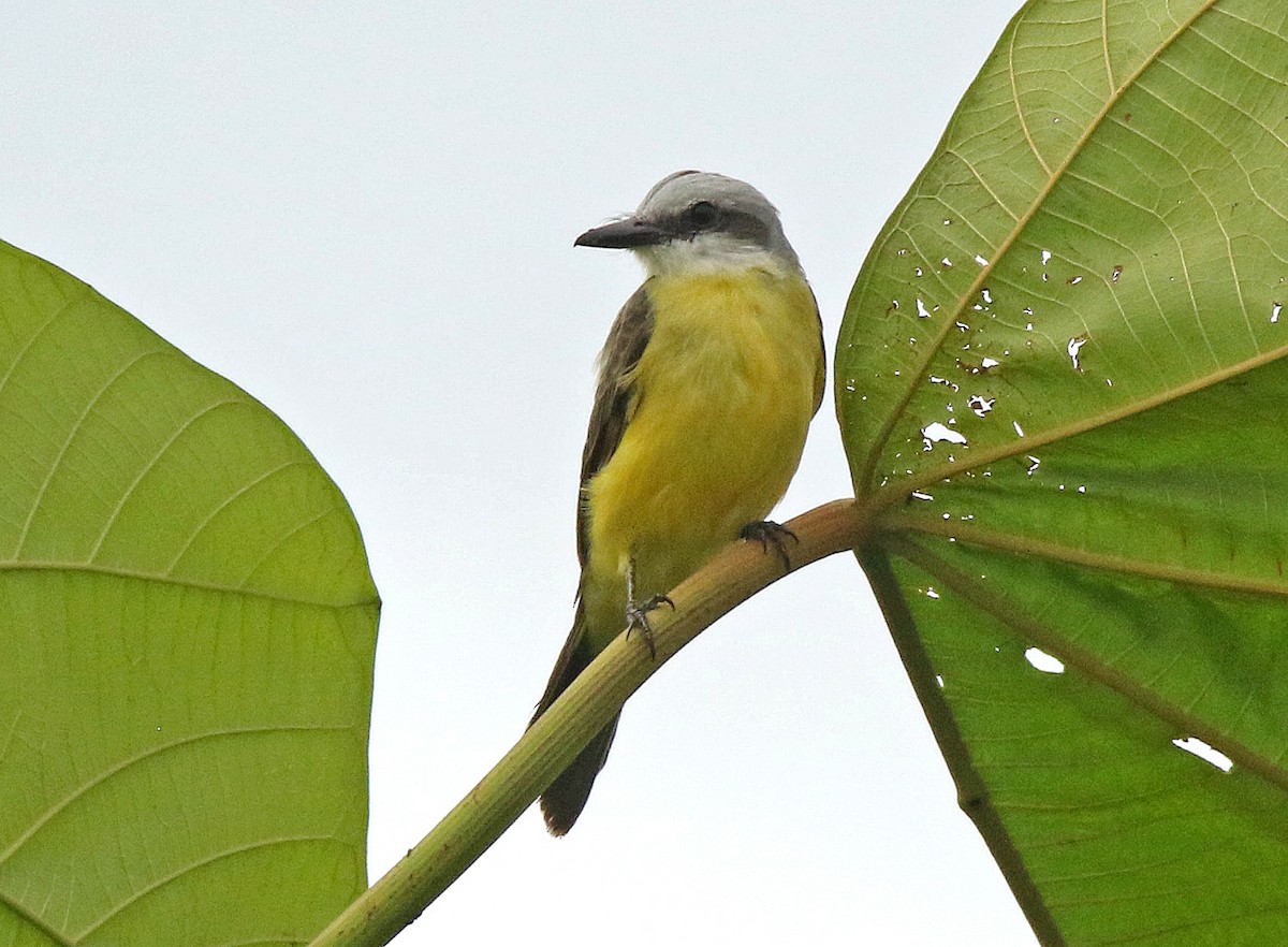 White-throated Kingbird - Roger Ahlman