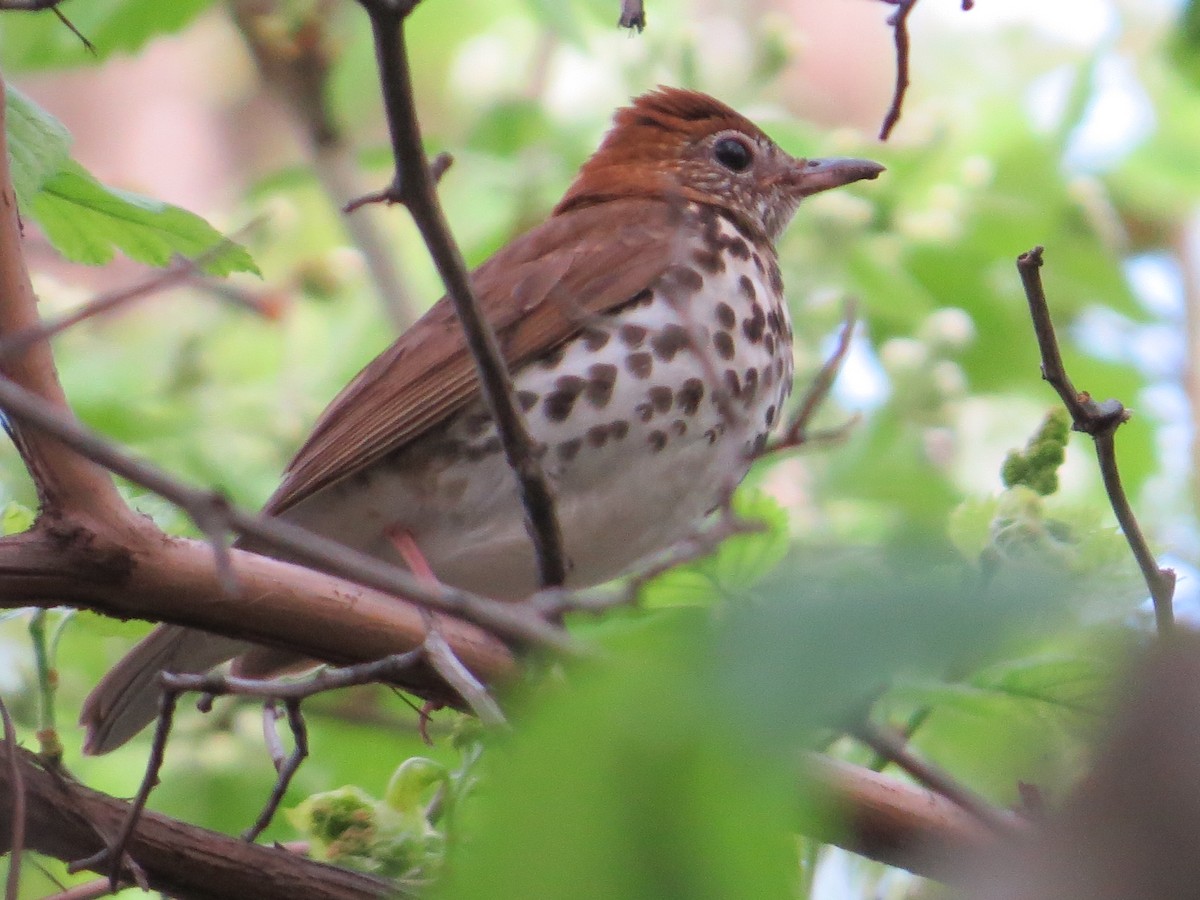 Wood Thrush - ML100037271