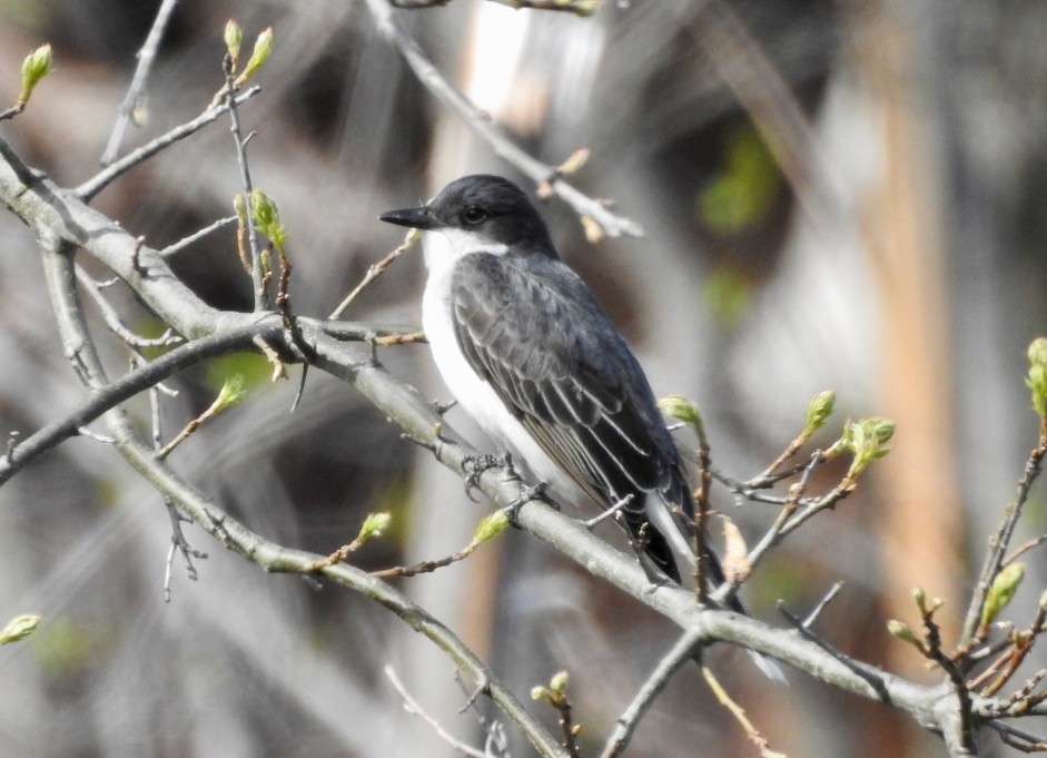 Eastern Kingbird - Stephanie  Tickner