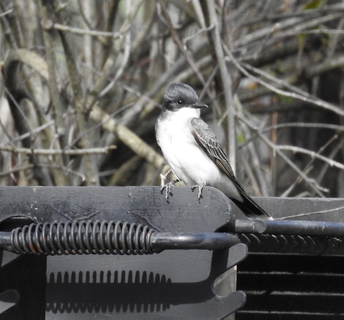 Eastern Kingbird - Stephanie  Tickner