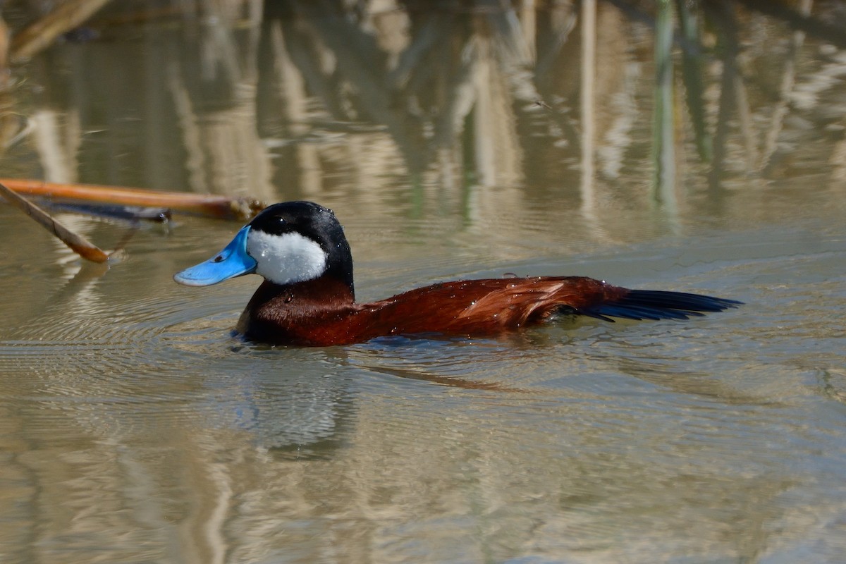 Ruddy Duck - Richard Gray