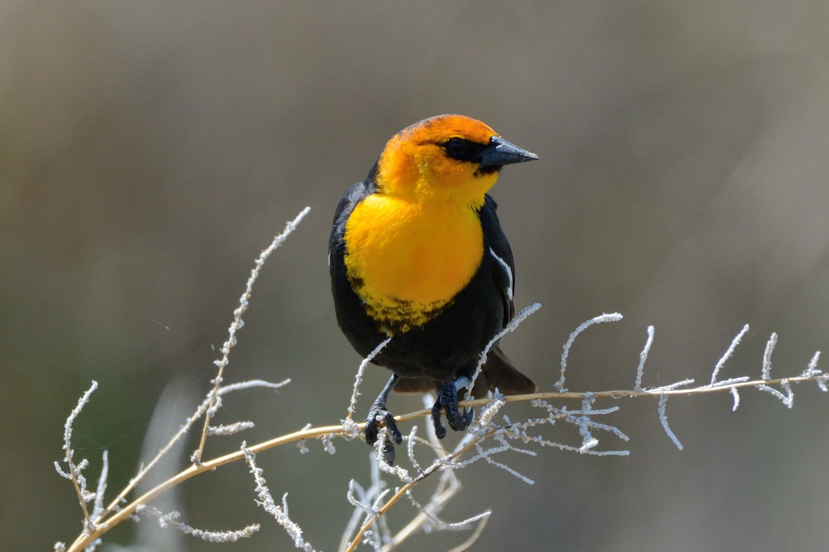 Yellow-headed Blackbird - ML100038601