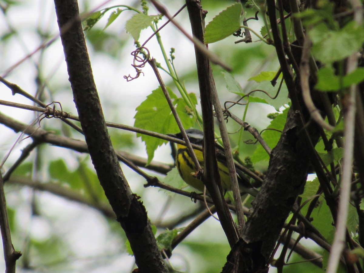 Magnolia Warbler - ML100039341