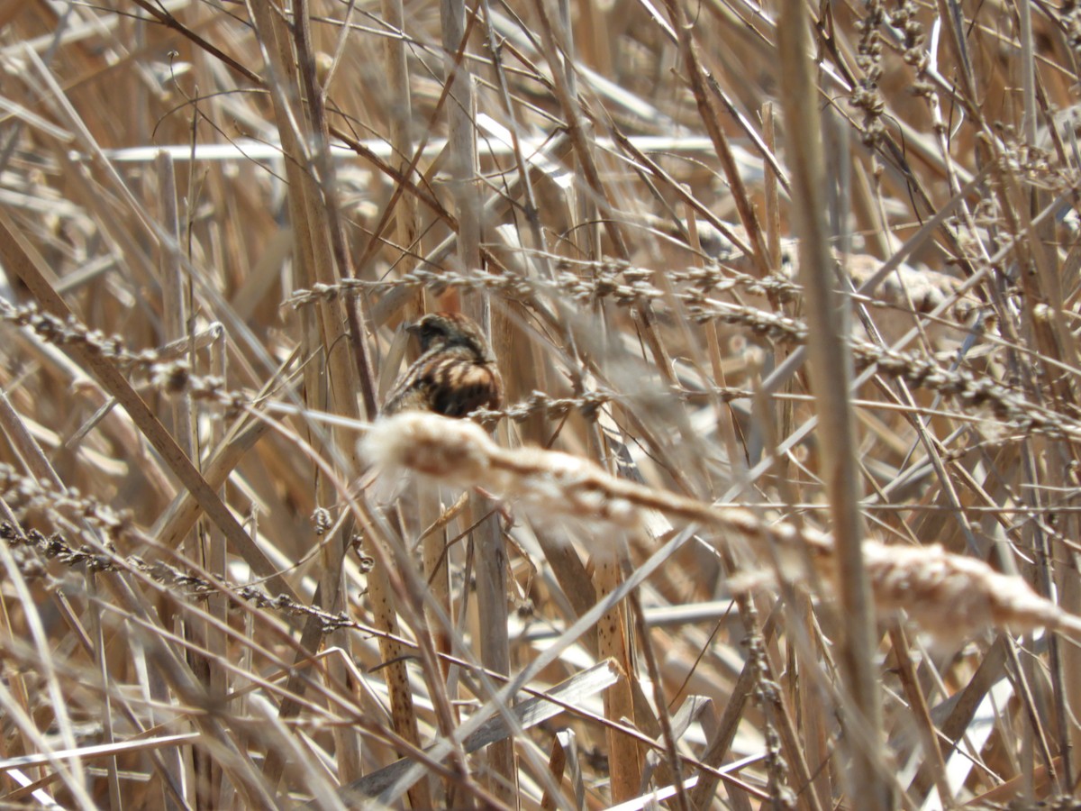 Swamp Sparrow - ML100040411