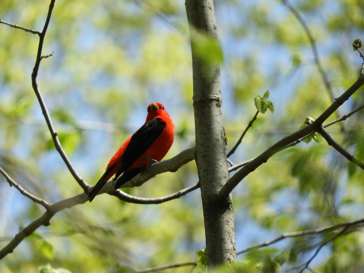 Scarlet Tanager - ML100040481