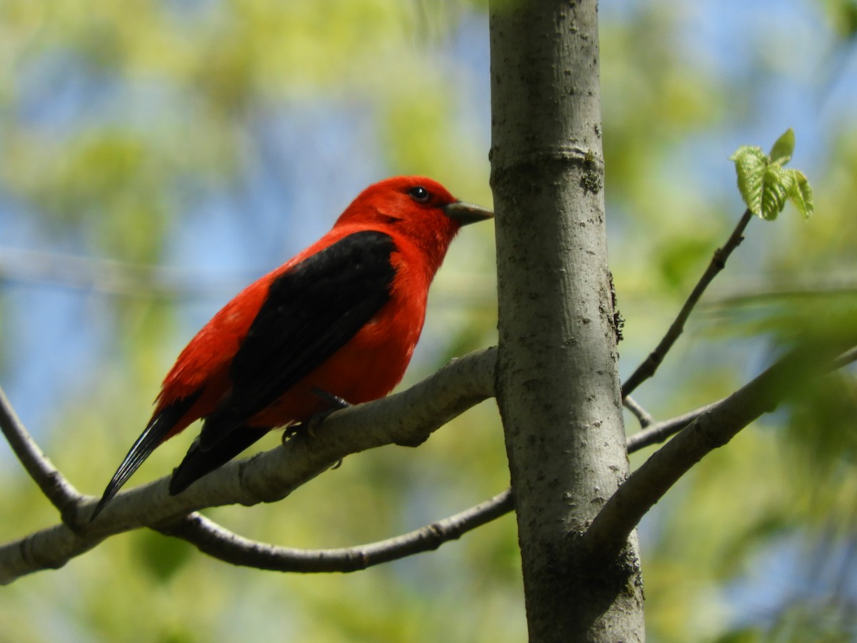 Scarlet Tanager - ML100040491