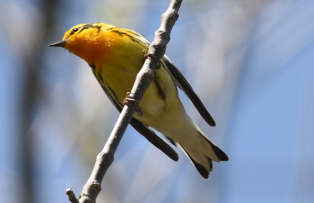 Blackburnian Warbler - ML100040751