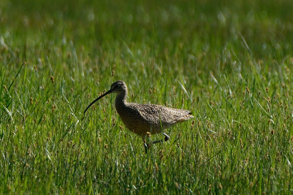 Long-billed Curlew - ML100041041