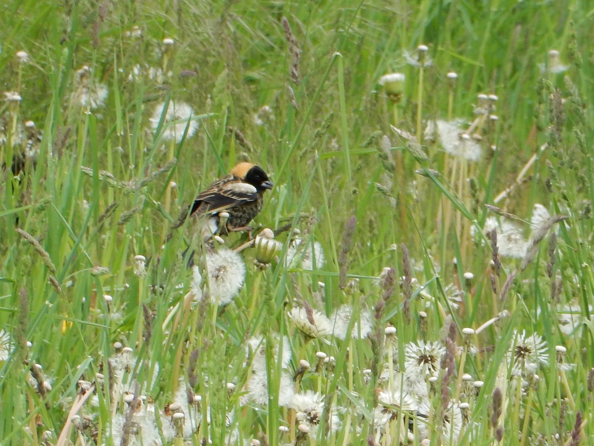 Bobolink - ML100041051