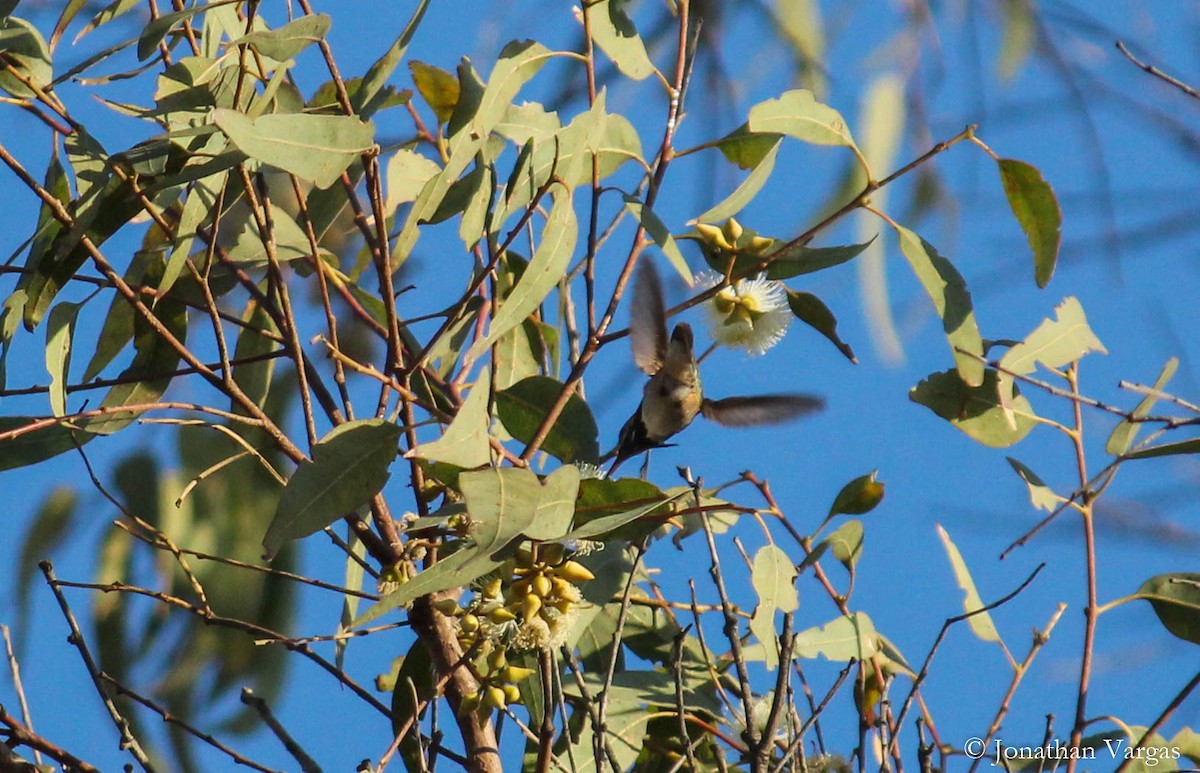 Calliope Hummingbird - ML100041681