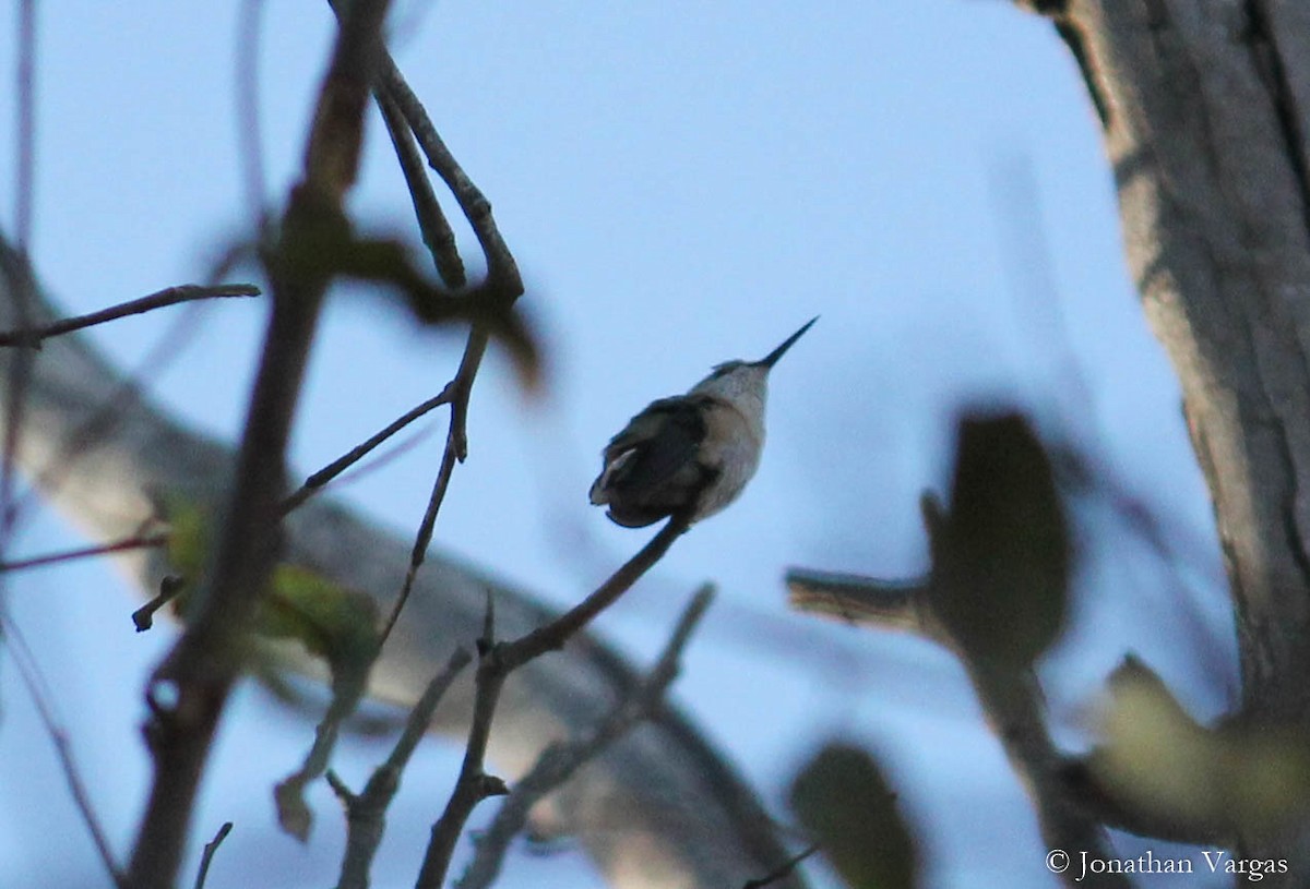 Calliope Hummingbird - ML100042271