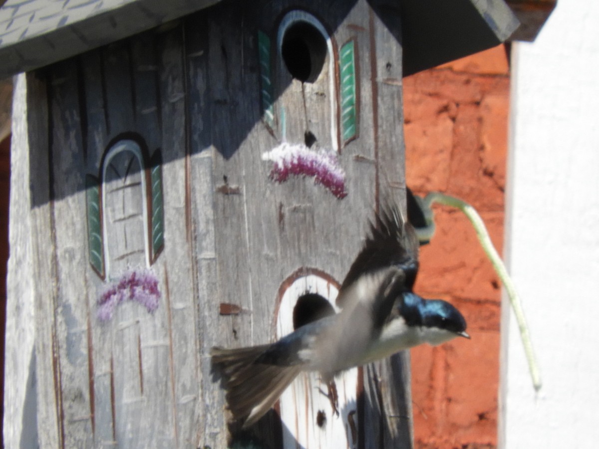 Tree Swallow - ML100042901