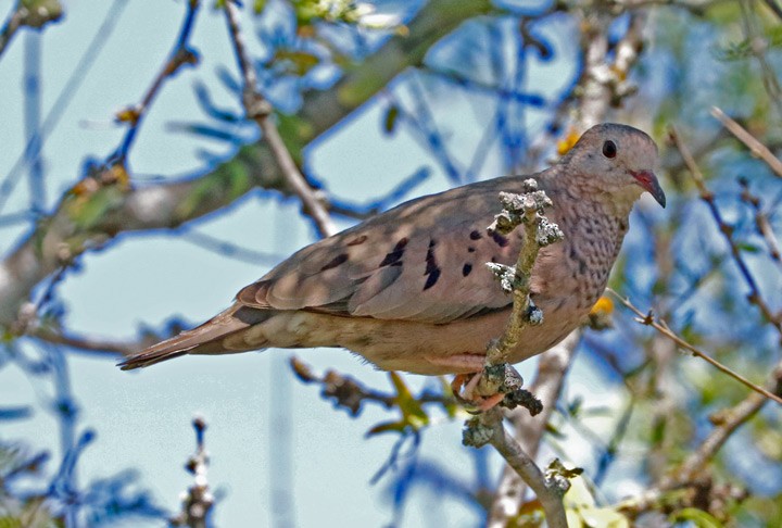 Common Ground Dove - ML100043891