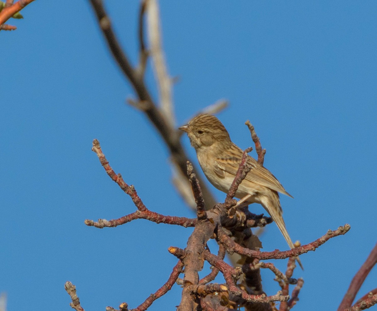 Brewer's Sparrow - ML100045721