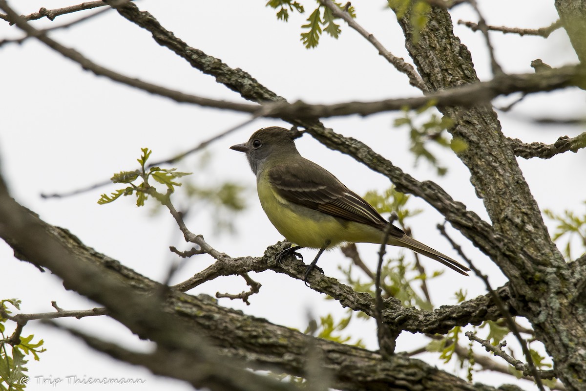 Great Crested Flycatcher - Trip Thienemann