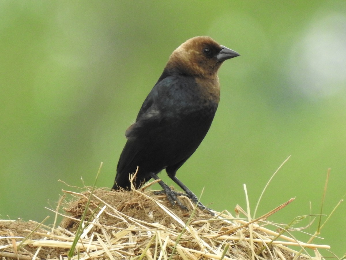 Brown-headed Cowbird - ML100047971