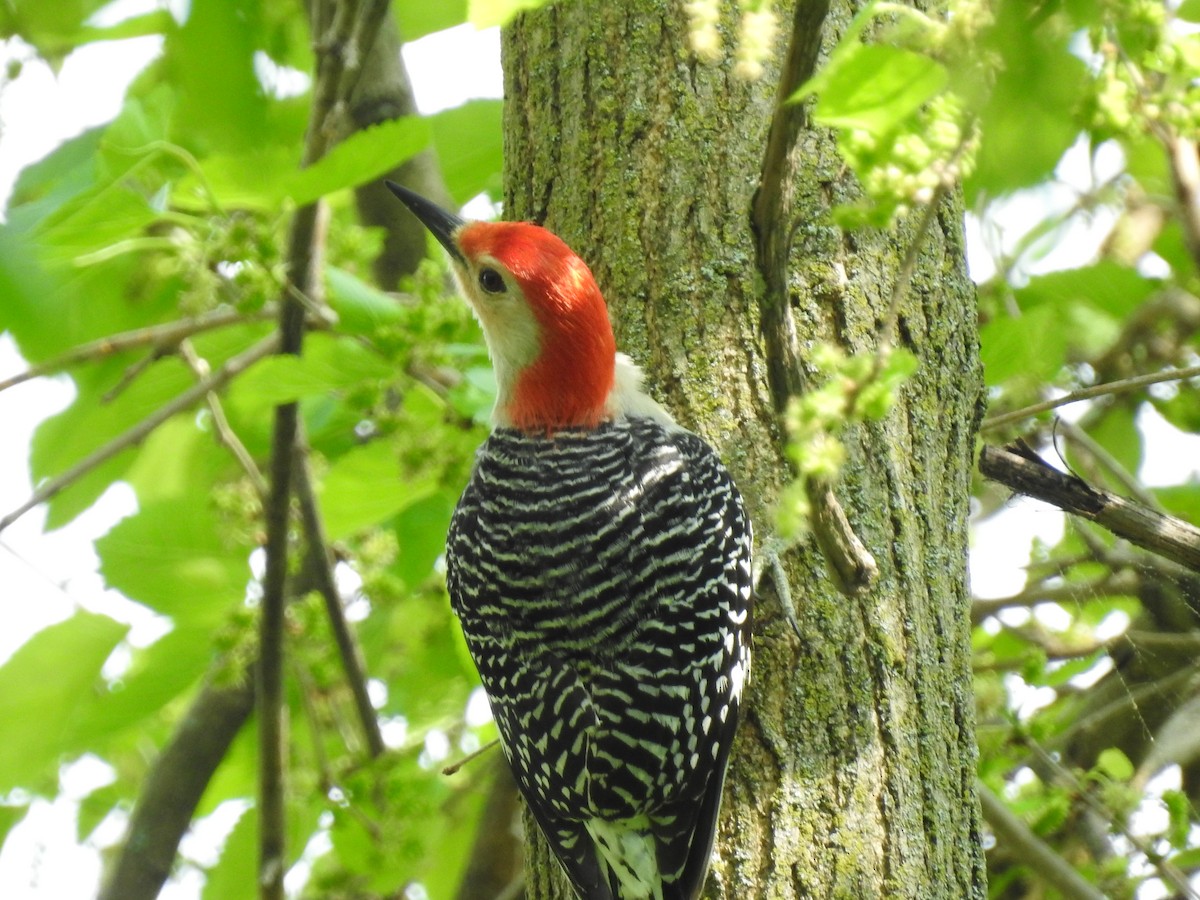 Red-bellied Woodpecker - ML100048441