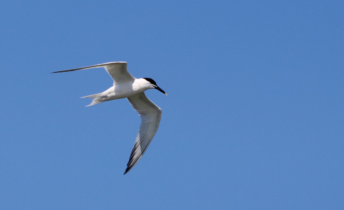 Sandwich Tern - Melanie Gaddy