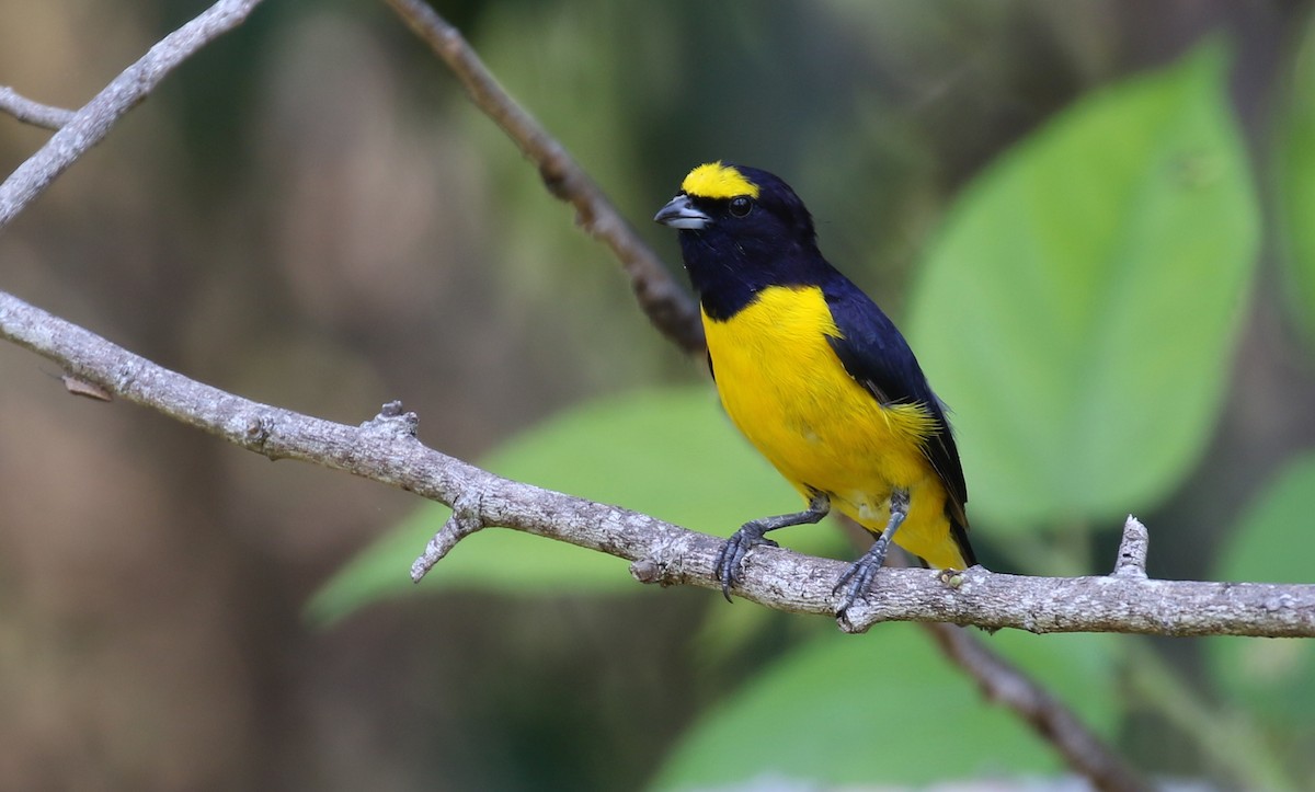 Scrub Euphonia - Michael Woodruff