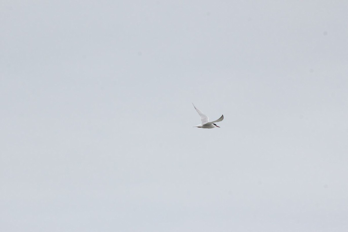 Эгэл хараалай - ML100050161