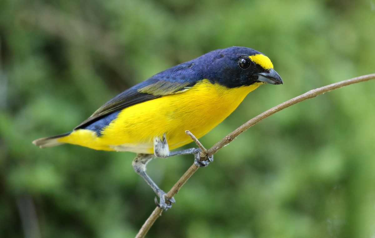 Yellow-throated Euphonia - Michael Woodruff