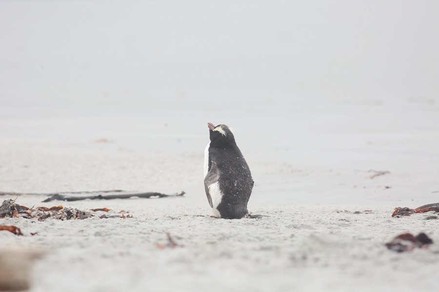 Erect-crested Penguin - ML100050681