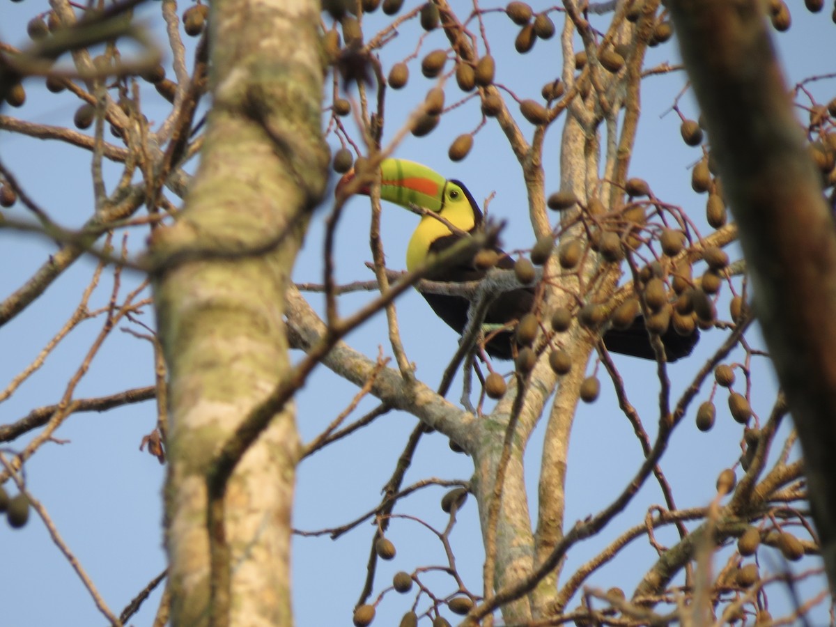 Keel-billed Toucan - ML100051311